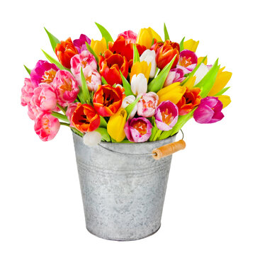 Blumenstrau&szlig; Tulpen in einem Zinkeimer freigestellt  Hintergrund transparent