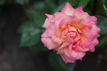 A beautiful light pink rose in a garden