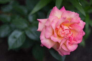 A beautiful light pink rose in a garden