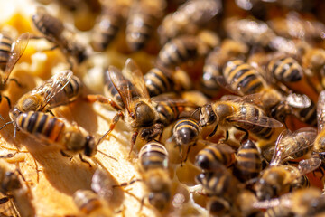 Beautiful honeycomb with bees close-up. A swarm of bees crawls through the combs collecting honey. Beekeeping, wholesome food for health.