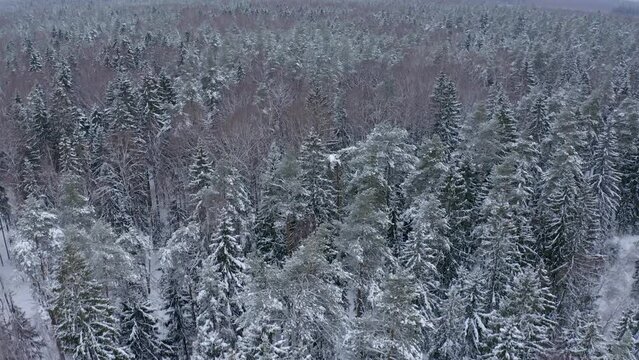 Flying forward with a drone over a forest with treetops and branches covered in frost and snow in a snowy cold winter. Top view of pine trees with treetops covered with snow 
