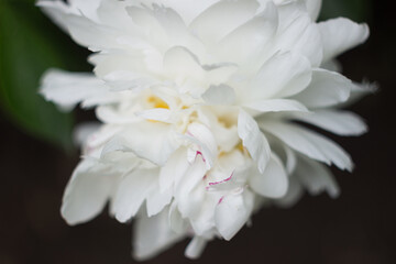 Fototapeta na wymiar White peony in the garden
