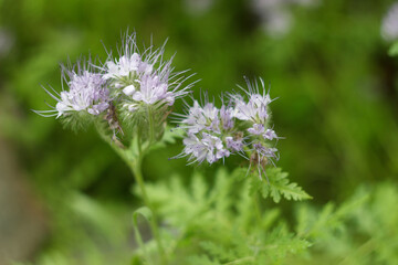 Phacelia is blooming in the garden