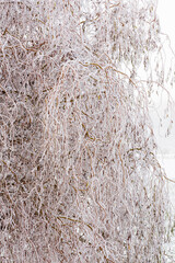 Givre sur les branches