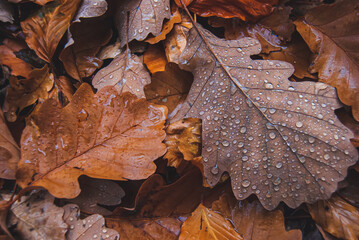 Autumn and fallen brown leaves on the ground of the trees creating a natural background with foliage