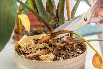Trimming with scissors of a withered leaf of a Monstéra plant against the background of other house flowers on the windowsill. Close up