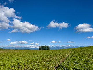 Fototapeta na wymiar Summer field and blue sky with clouds
