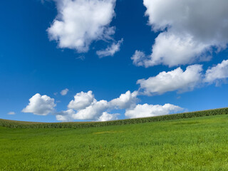 green field and blue sky