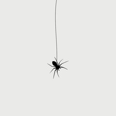 Hanging black spider on a web in the corner