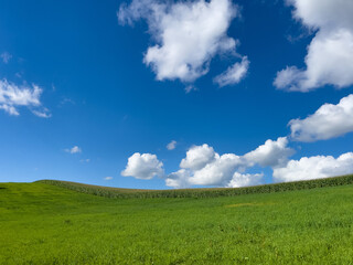 blue sky and green field