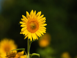 Sunflowers in the summer sun