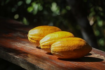 Three fresh cocoa fruits with cocoa pods on the tabletop