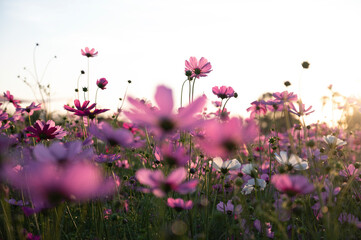 Obraz na płótnie Canvas Pink cosmos facing the sunset over a field of colorful cosmos