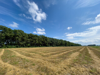 Fototapeta na wymiar Harvested summer field with blue sky