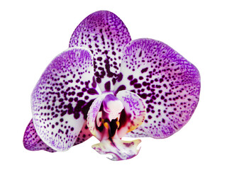 Orchidee und Hintergrund transparent PNG cut out