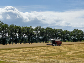 Fototapeta premium A field for harvesting summer wheat