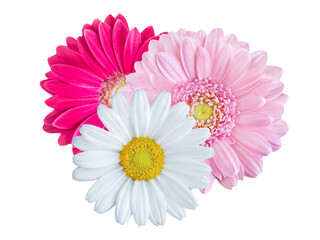 Blumen und Hintergrund transparent PNG cut out - 559392841