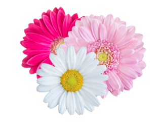 Blumen und Hintergrund transparent PNG cut out