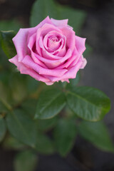 A beautiful light pink rose in a garden