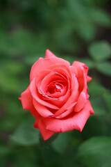 A beautiful salmon rose in a garden