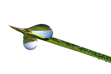 Dew drops on blade of green grass isolated on transparent background, PNG.	