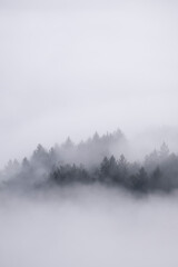 Fototapeta na wymiar Mysterious and foggy forest after rainy night