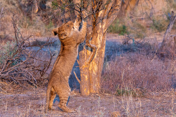 Lion cub sharpening its claws on the trunk of a tree