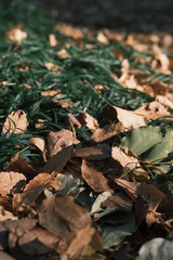 autumn leaves in the grass