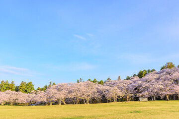 桜満開の仙台三神峯公園
