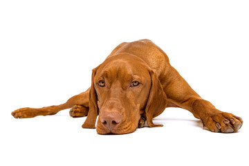 Beautiful hungarian vizsla dog full body studio portrait. Dog lying with head down on the ground and looking at camera, isolated over white background.