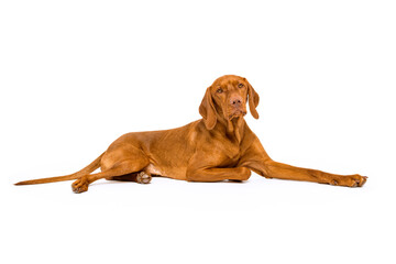 Beautiful hungarian vizsla dog full length studio portrait. Dog lying down and looking at camera...