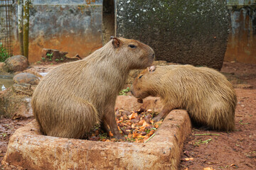 Capybara - Kapibara (Hydrochoerus hydrochaeris ), the largest living rodent in the world.