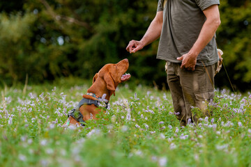 Beautiful Hungarian Vizsla puppy and its owner during obedience training outdoors. Sit and stay command.
