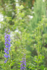 Delphinium grows and blooms in the flower garden in summer