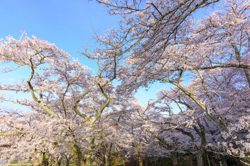 桜満開の仙台三神峯公園
