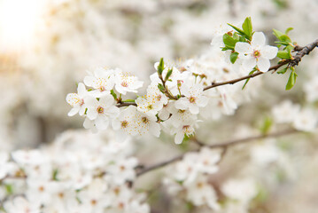 Cherry blossoms, beautiful white flowers in spring sunny day for background or copy space for text	