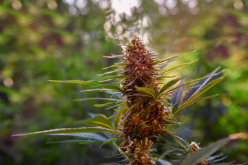 Cannabis plant flower bud background. Cannabis Sativa, medical marijuana, herbal medicine.