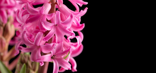 Hyacinth purple flowers bunch isolated on black background, macro shot. Beautiful scented spring blooming jacinth flower. Easter border design