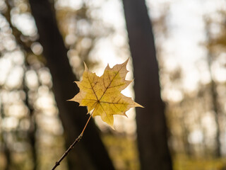 Naklejka na ściany i meble Autumn leaf in the forest
