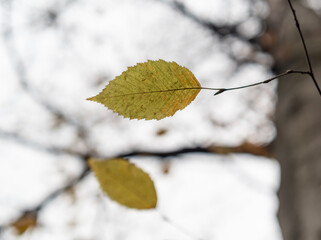 Autumn leaf in the forest
