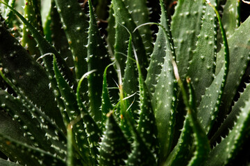 Background with dark green succulent plant leaves, close up of a cactus plant
