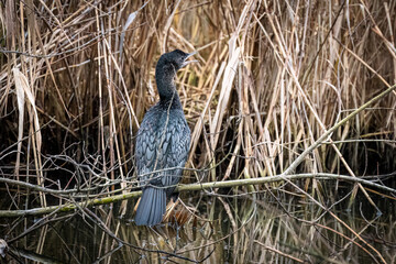 Pygmy cormorant or Microcarbo pygmaeus or Phalacrocorax pygmaeus perched on a branch over the waters of a swamp. Nature reserve of the Isonzo river mouth, Isola della Cona, Italy.