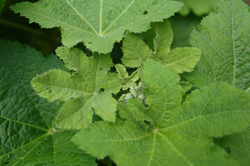 Mallow buds in summer garden