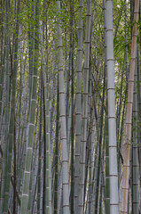 Bamboo Forest of Arashiyama in Kyoto. Japan.
