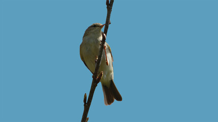 Willow Warbler on the branch