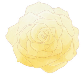 rose flower