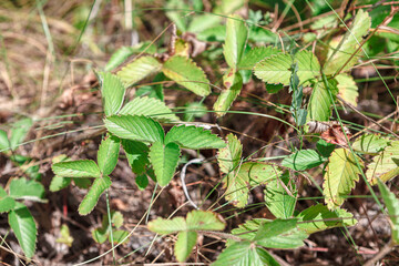 Green leaves of uncultivated strawberry . Plant of strawberry in the forest 