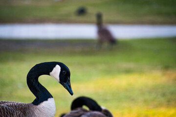 Goose Neck Bent