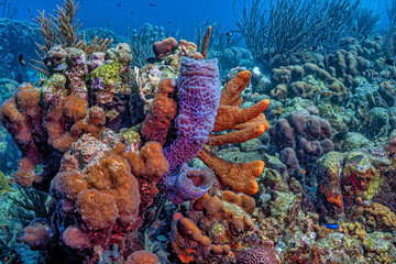 the azure vase sponge, © John Anderson