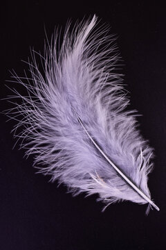 A small feather on a black background.Close-up.
